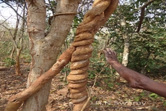 Combretum albidum var. albidum